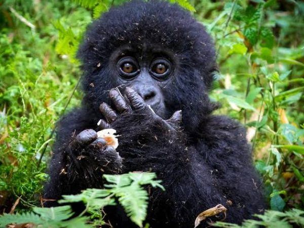 14 Day Uganda Luxury Wildlife Safari and Gorilla Adventure