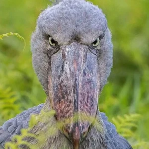 Shoebill Stork Birdwatching Entebbe Tour at Mabamba Swamp