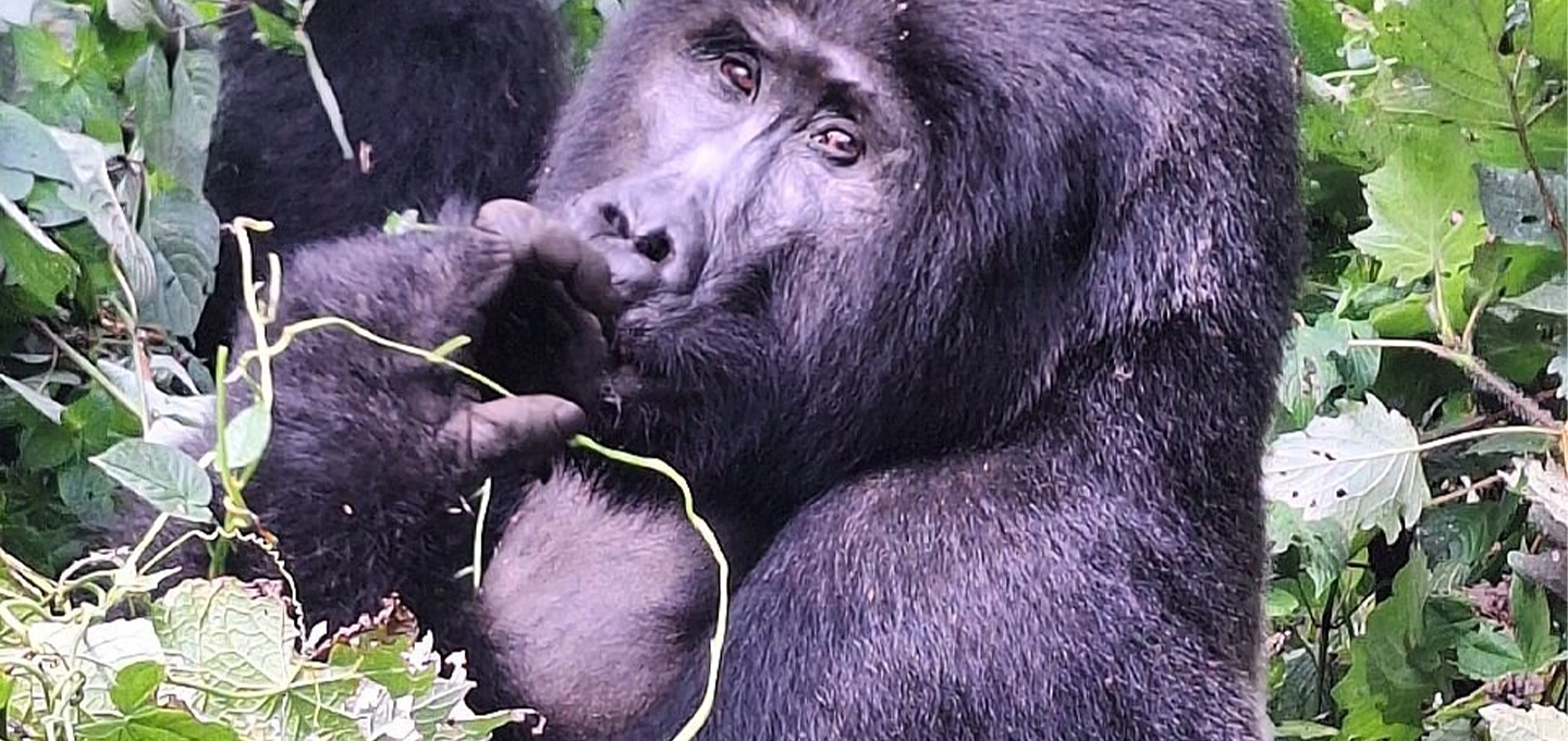Discover Uganda’s ultimate safari experience with mountain gorilla trekking, wildlife game drives, and unforgettable African adventures.