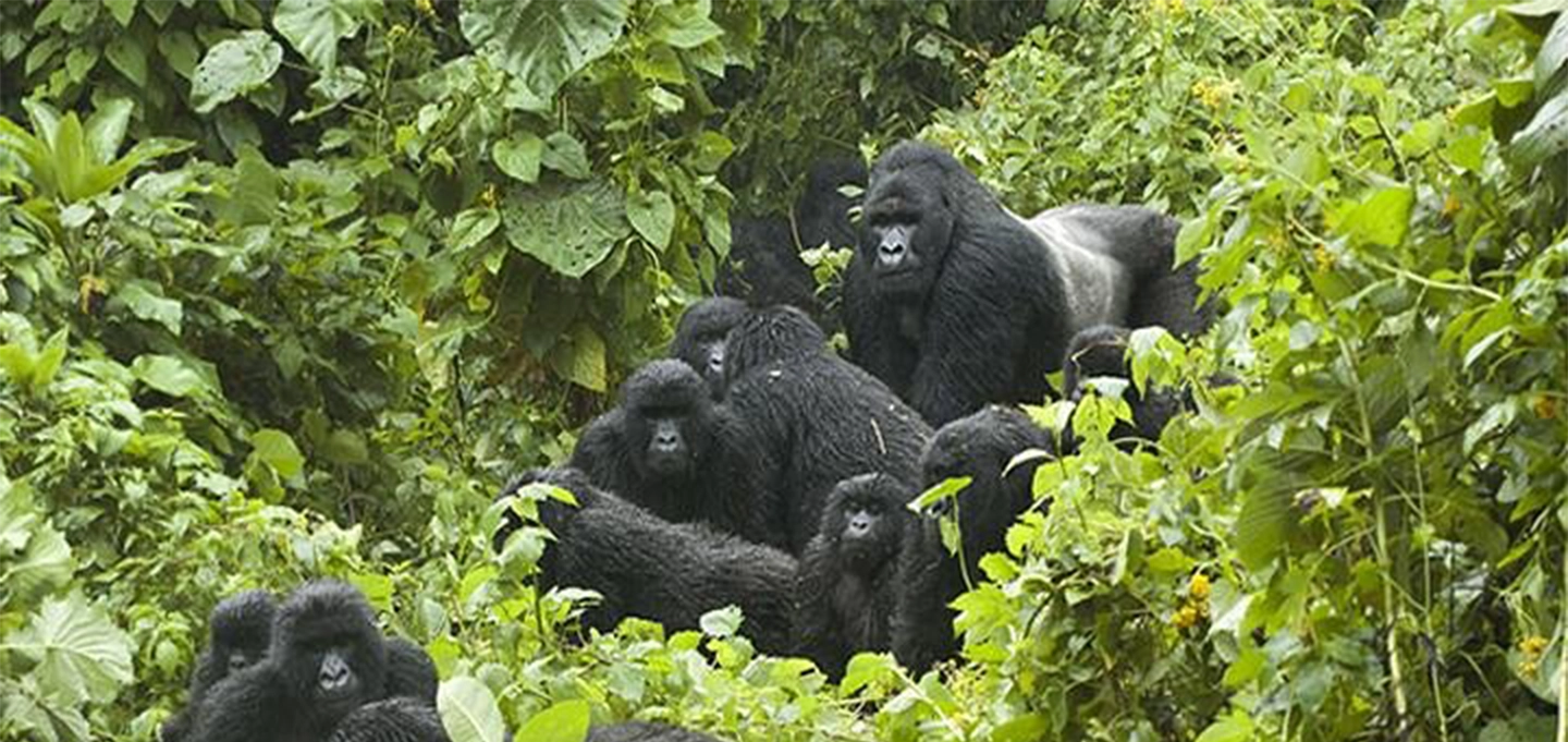 6 Day Uganda Gorilla Trekking & Big Five Safari
