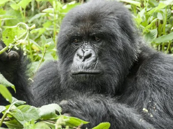 3 Days Uganda Gorilla Trekking Safari – Bwindi Gorilla Tour