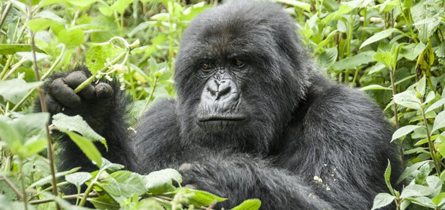 Encounter one of the world's last remaining mountain gorilla families.