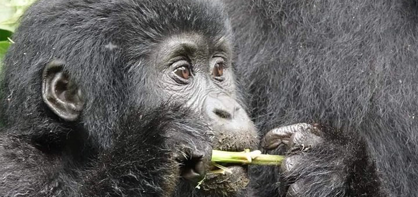 6 Day Uganda Gorilla Trekking & Big Five Safari
