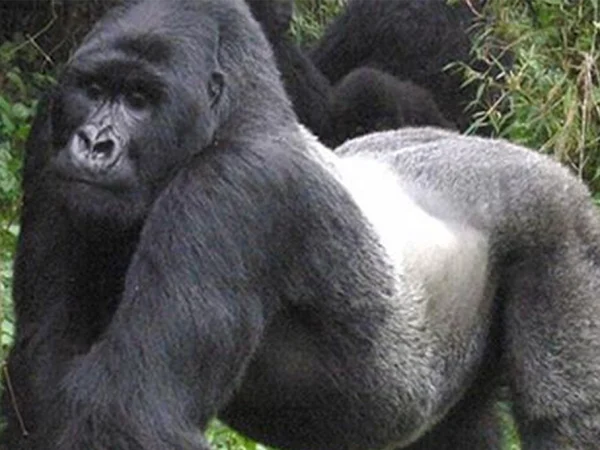 6 Day Uganda Gorilla Trekking & Big Five Safari