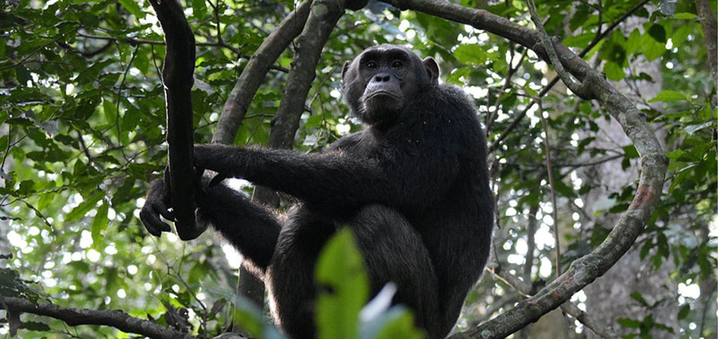 Experience Uganda's ultimate primate safari with gorilla and chimpanzee trekking.