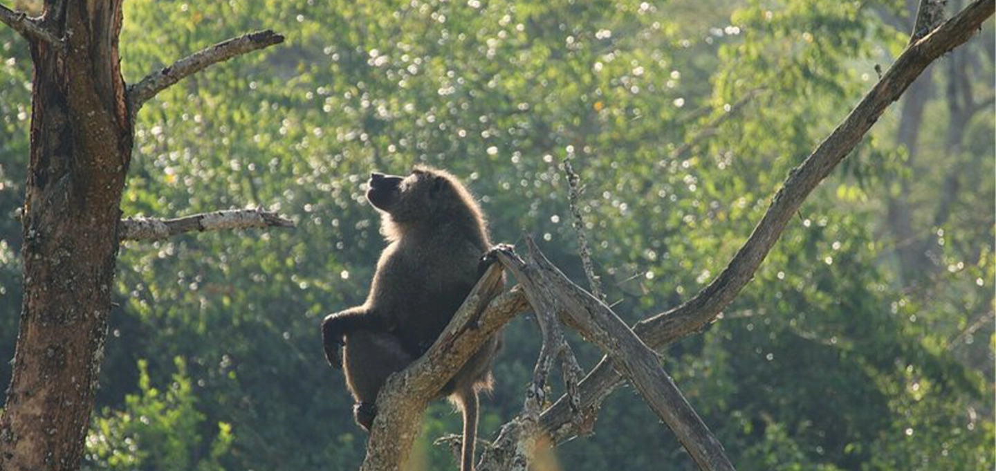 6 Day Uganda Gorilla Trekking & Big Five Safari