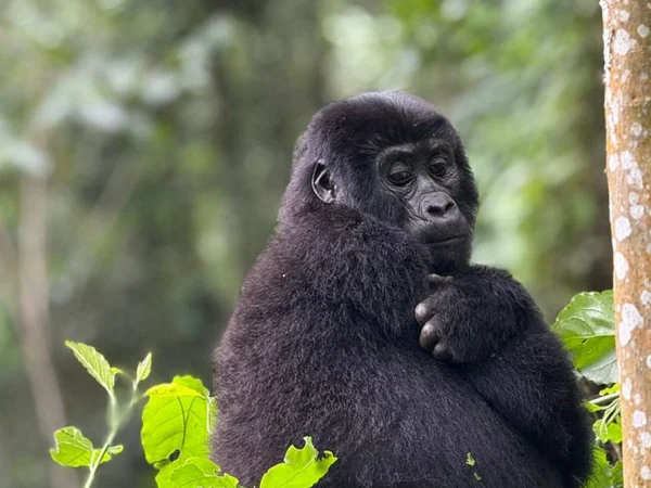 7 Days Uganda Gorilla Trekking & Wildlife Safari