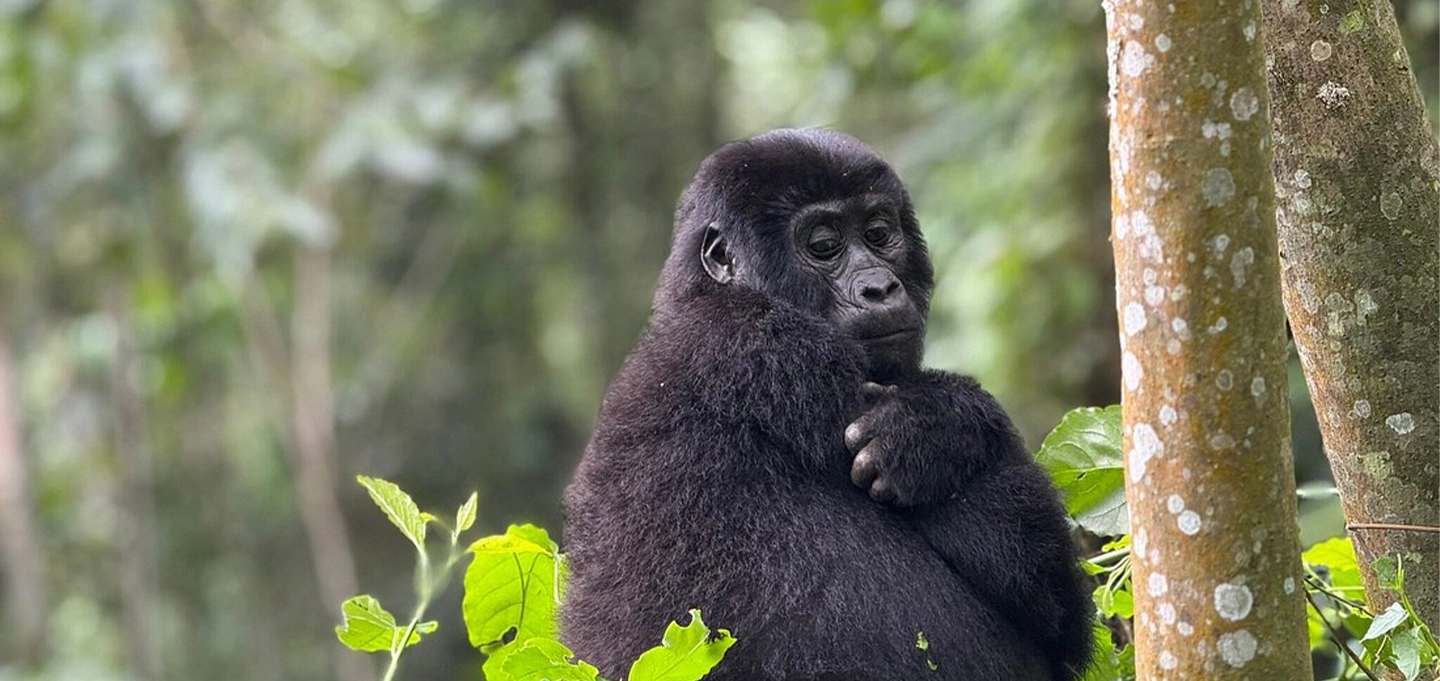 Experience Uganda’s ultimate wildlife adventure combining mountain gorilla trekking, Big Five safari, and national park exploration.