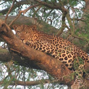 3 Days Murchison Falls Safari Wildlife & Boat Cruise Adventure