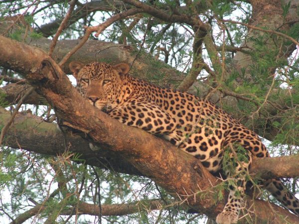 3 Days Murchison Falls Safari Wildlife & Boat Cruise Adventure