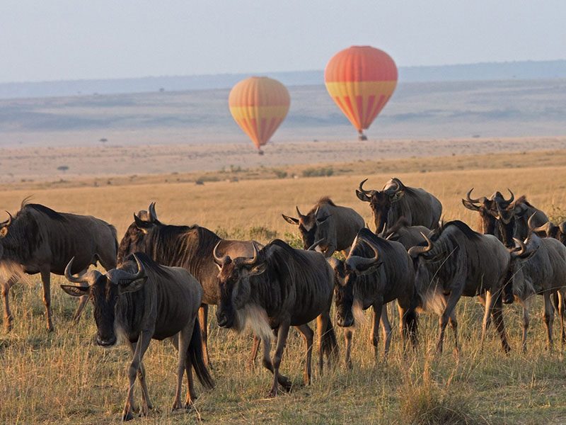 15 Days Uganda Primates & Kenya Wildlife Safari