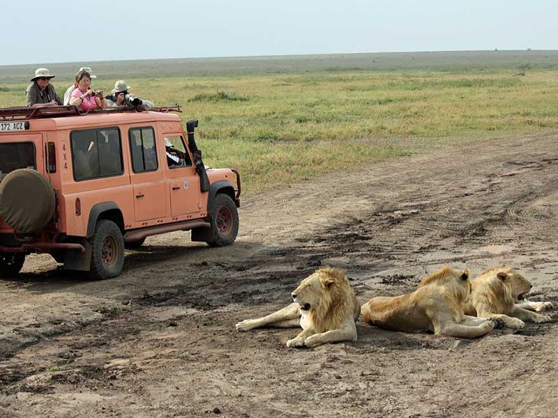 Wildlife in Uganda Kenya Tanzania and Rwanda