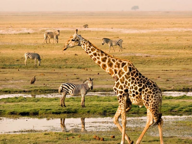 wildlife i kenya and tanzania