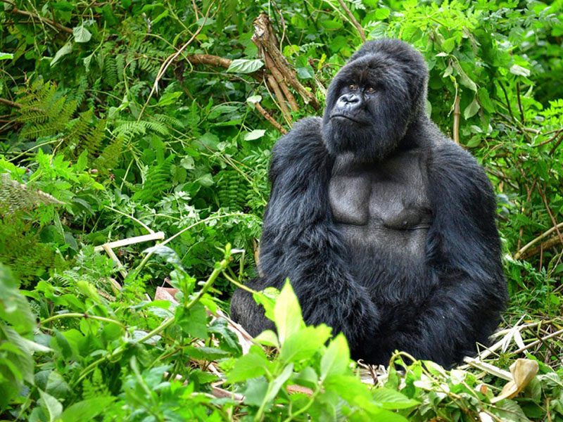 gorilla trekiing in uganda and rwanda