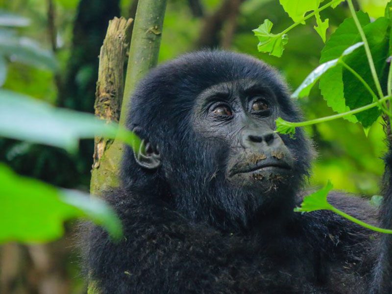 gorilla trekking in uganda congo and rwanda