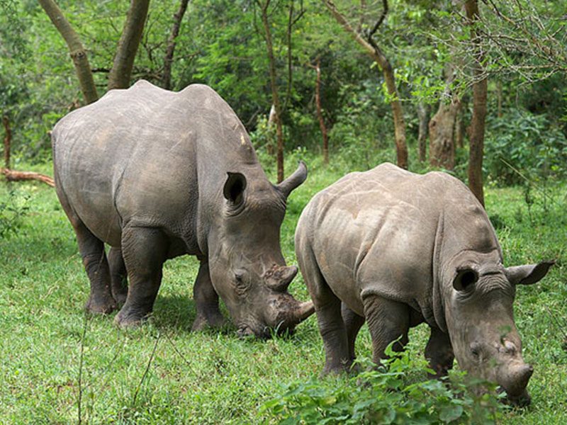 Rhino trekking in uganda