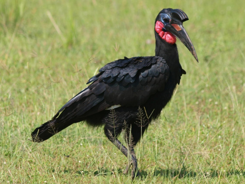 Birds-in-Murchison-Falls-National-Park