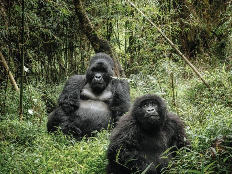 Gorilla Trekkking in uganda