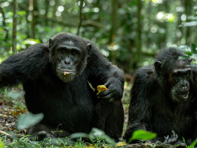 Chimpanzee tracking, Chimpanzee trekking in kibale