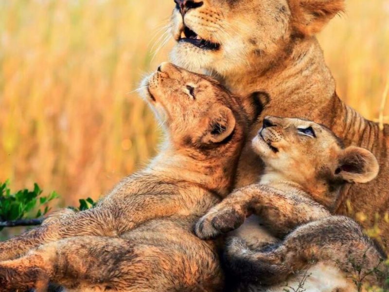 Tanzania Wildlife Safari