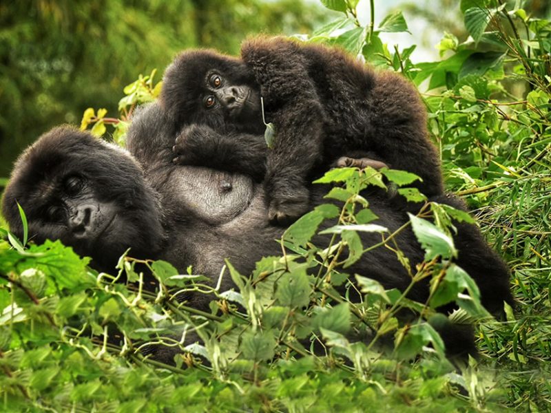 Gorilla trekking in Africa