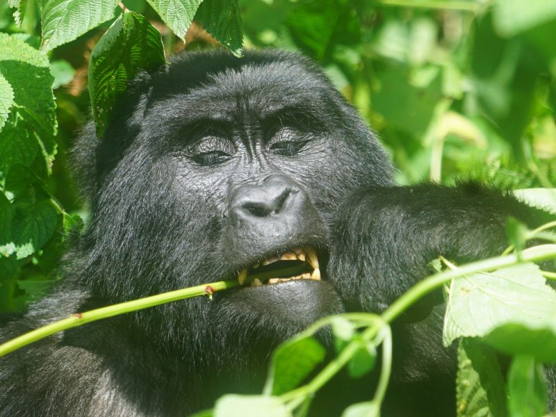 gorilla trekking in bwindi