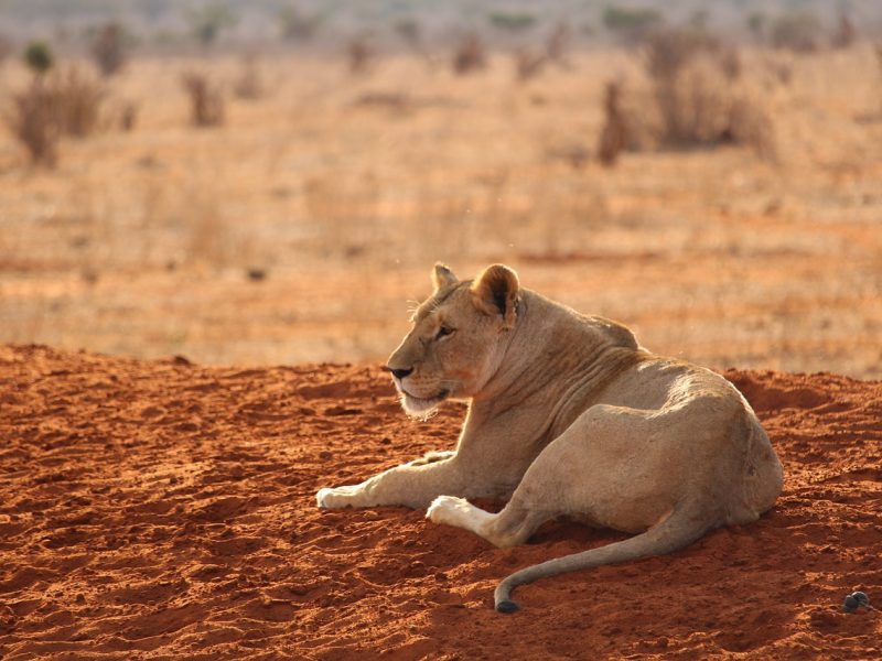 Lions in tsavo east national park