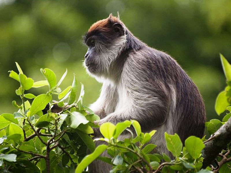 Volcanoes National Park