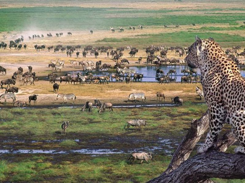serengeti