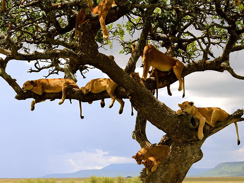 Lake Manyara National Park well known for the tree climbing lions, the soda ash lake that attracts thousands and pink flamingos