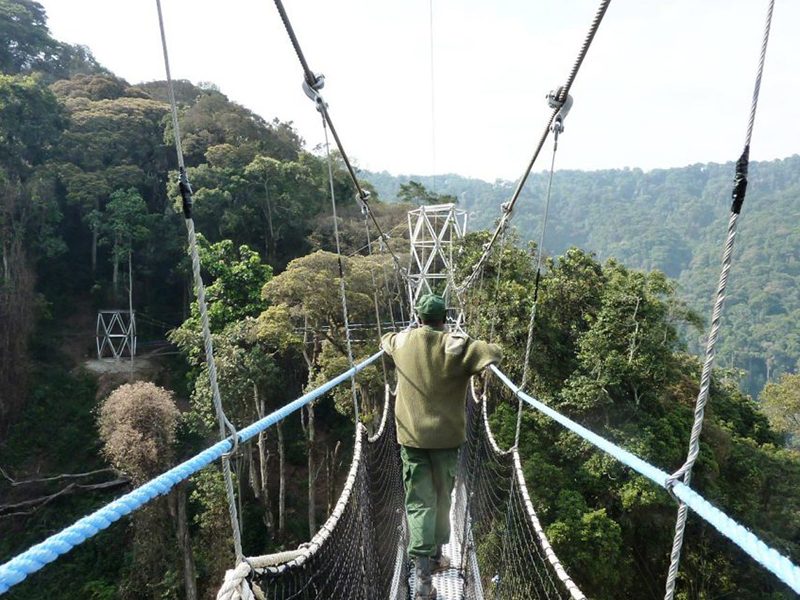 Nyungwe is rich in biodiversity and spectacularly beautiful. The mountainous region is teaming with wildlife,