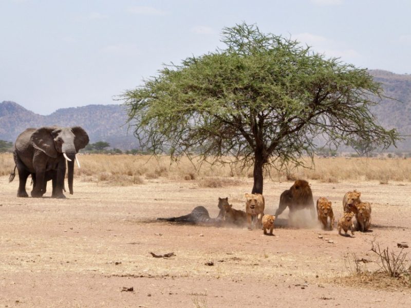 Tanzania Experience Safaris