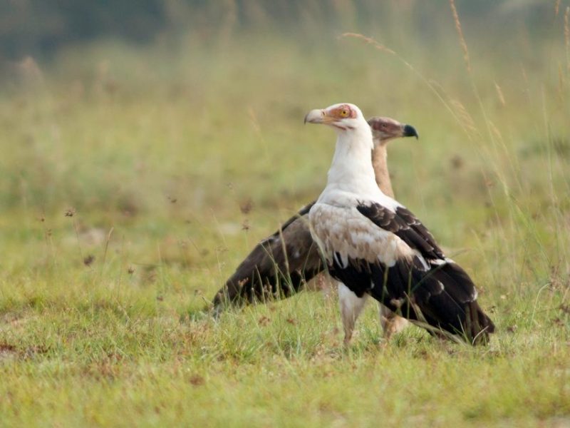 ugand-abirding-eagle-1024x640